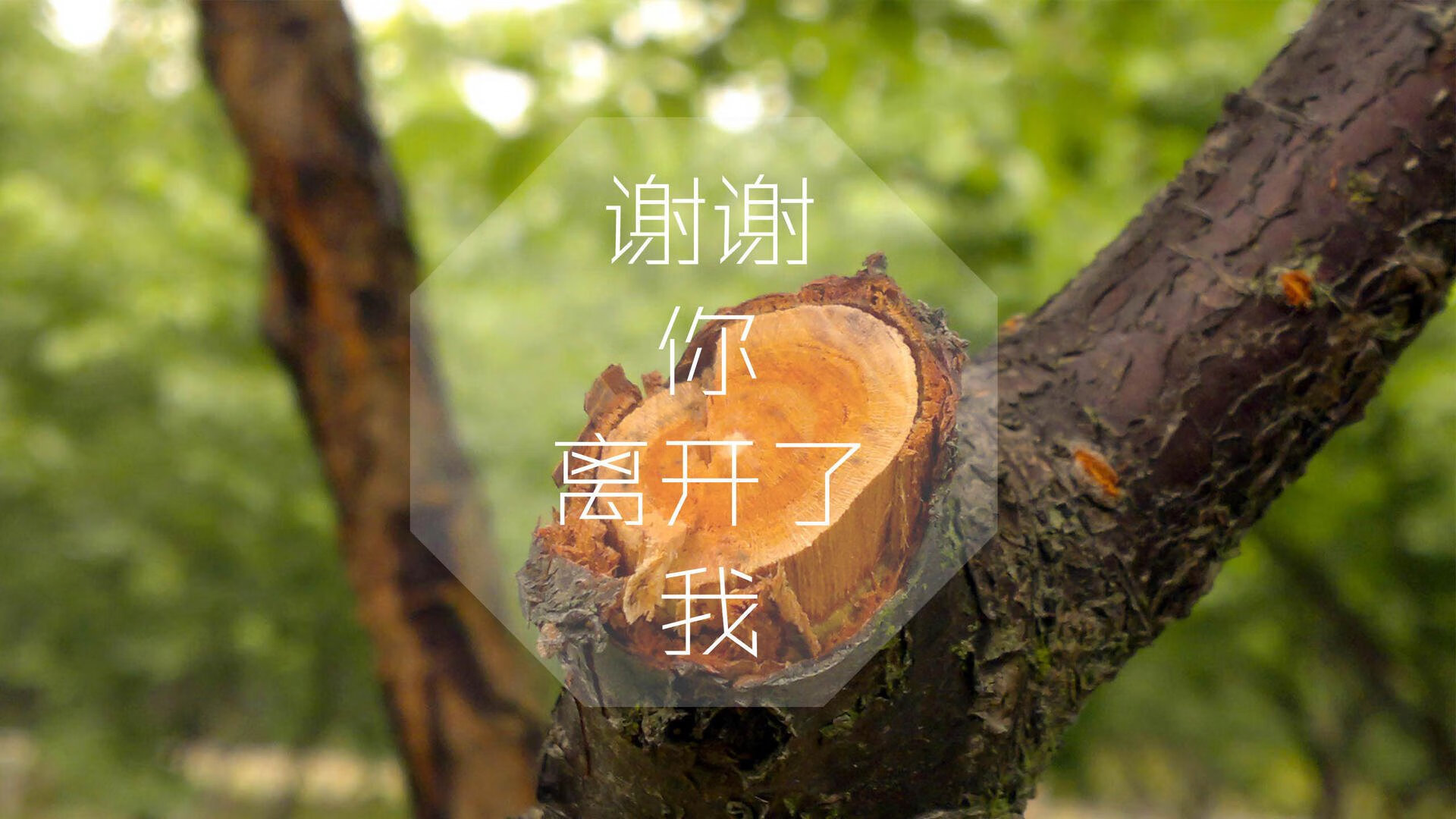 “安赫尔·巴尔博萨的全面能力与比赛经验，推动美洲狮队成为世界级强队”