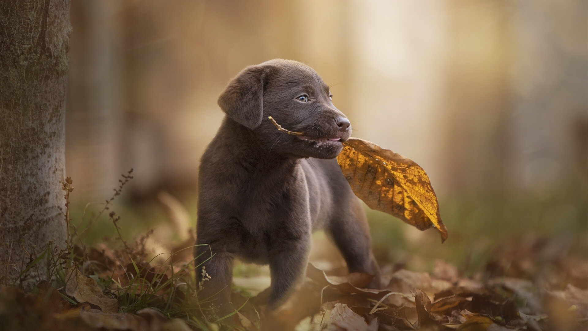 Jiu You-凯莉·麦基翁展现出色心理素质，凯莉麦基翁身高