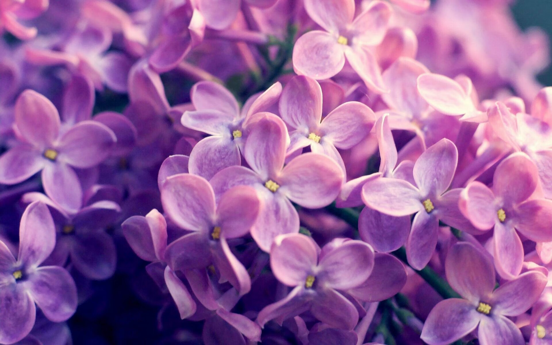 国王阵容深度成西部黑马,国王队打法