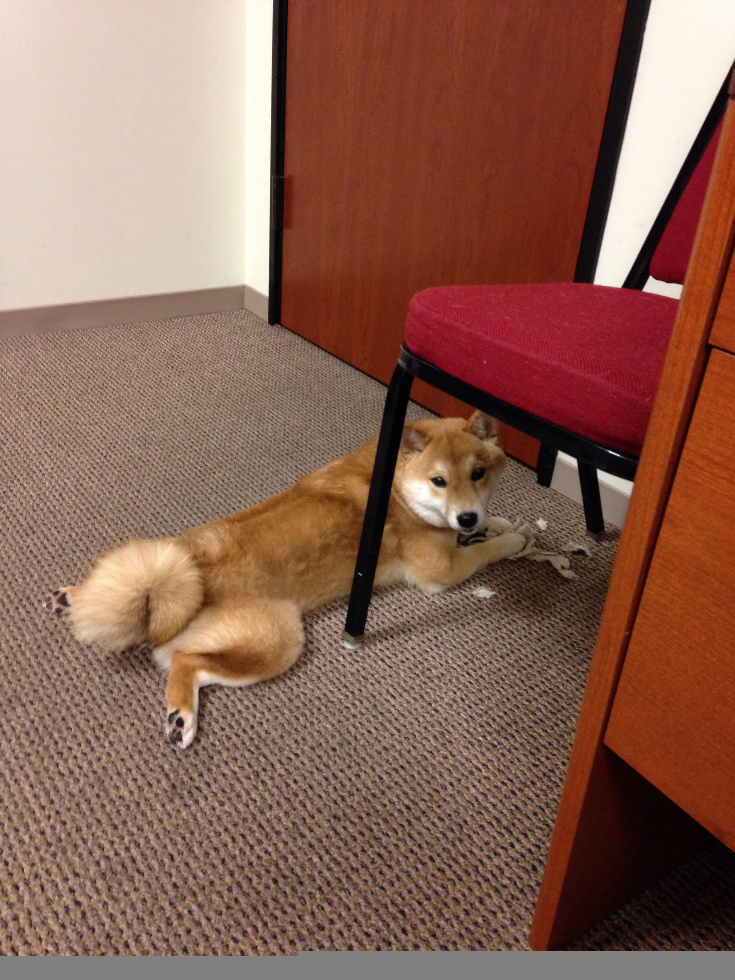 九游游戏中心-塔特在袋鼠队中的突破技术堪称一绝，助力多场关键胜利