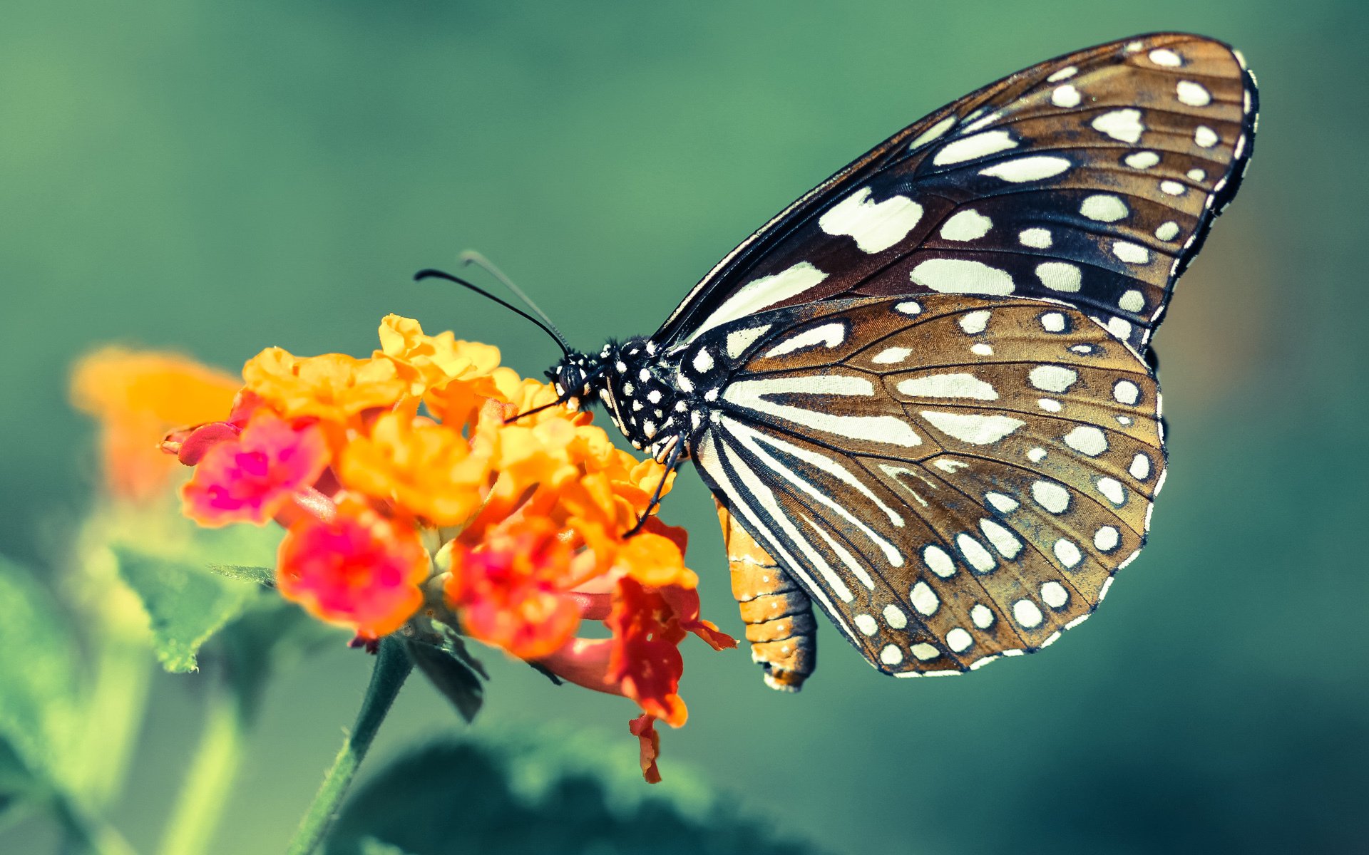 九游(jiuyou)官方网站-法甲高手对决：战术多变，火花四溅，法甲冲突视频