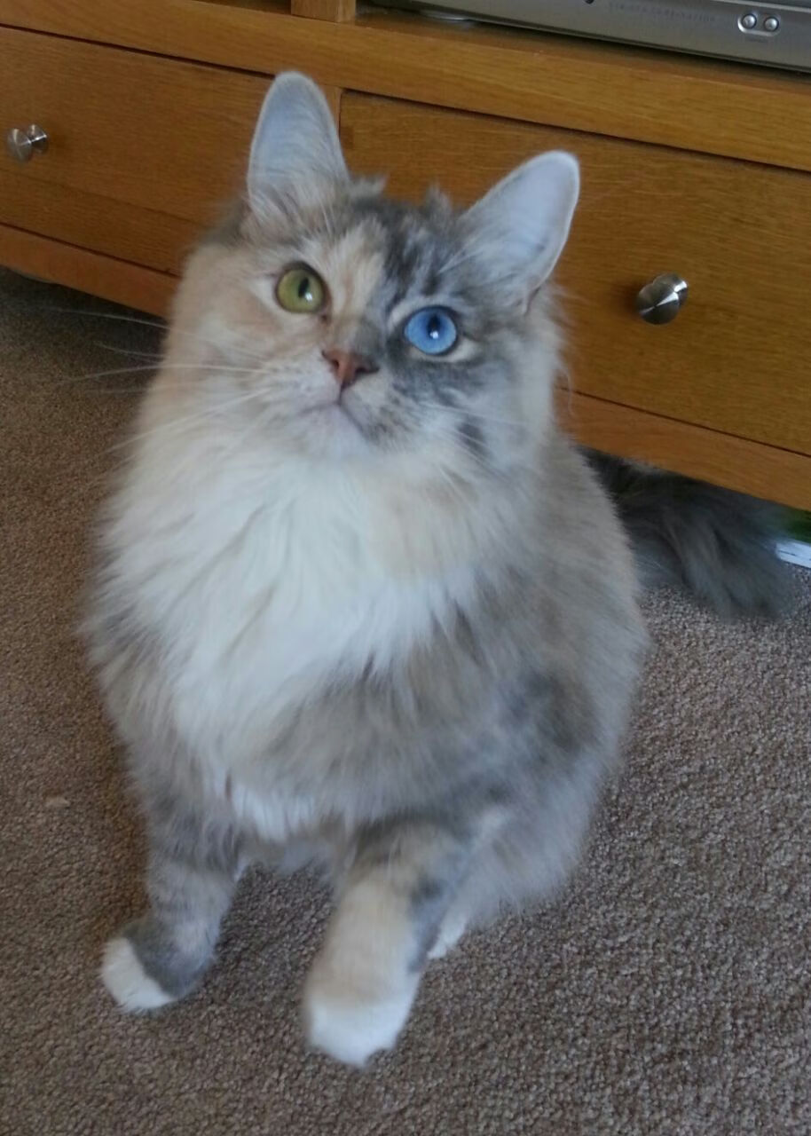 青少年足球赛事全面实现数字化裁判，确保比赛公正性，青少年足球信息管理系统